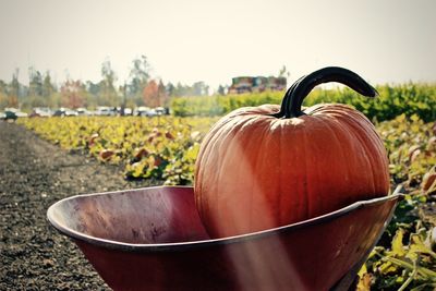 Close-up of pumpkin on field against clear sky during autumn