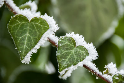 Close-up of frozen plant during winter