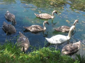 Ducks swimming in lake