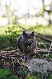 Portrait of cat