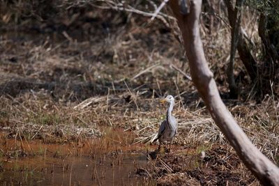 High angle view of gray heron perching on wood