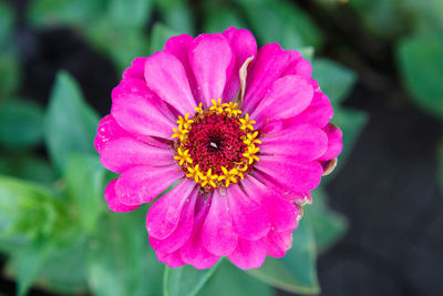 Close-up of pink flower