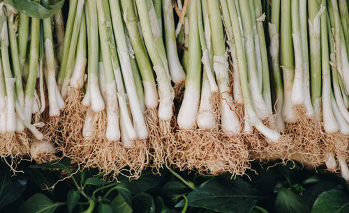 High angle view of vegetables for sale at market stall