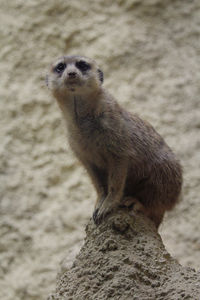 Close-up of meerkat