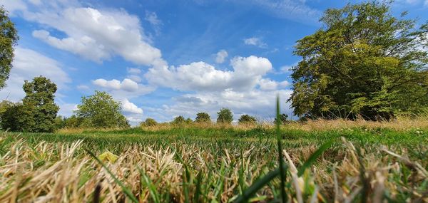 Scenic view of agricultural field against sky