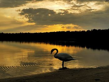 Silhouette birds on lake against sky during sunset