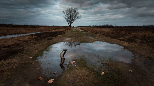 Reflection of tree in puddle on field