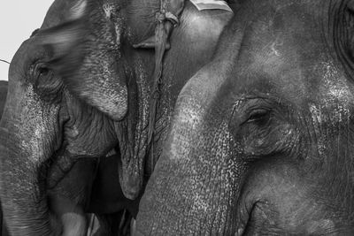 Close-up of elephant