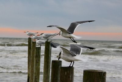 Seagulls perching on wooden posts at sea shore during sunset