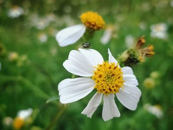 Close-up of insect on white cosmos flower