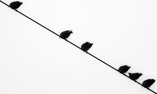 Low angle view of bird perching on cable against clear sky
