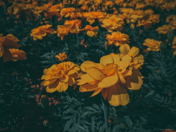 Close-up of yellow flowers on field