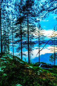 Low angle view of trees against blue sky