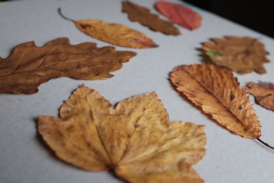 Close-up of leaves on marble