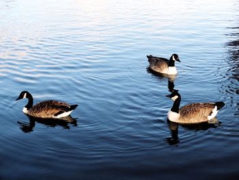 Mallard ducks swimming on lake