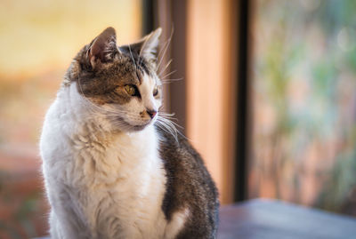 Female tabby cat sits by window