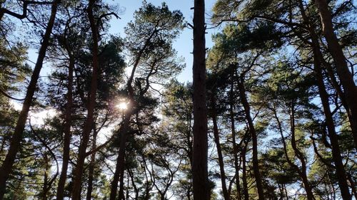 Low angle view of trees