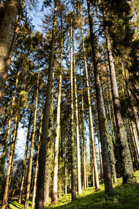 Low angle view of bamboo trees in forest