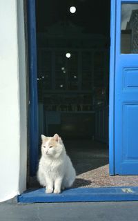 White cat sitting outside building