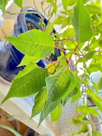 Close-up of fresh green leaves