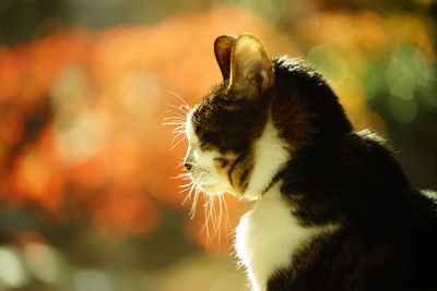 An old tabby cat relaxing against the background of autumn leaves