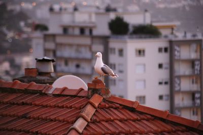 Seagull perching on roof of building