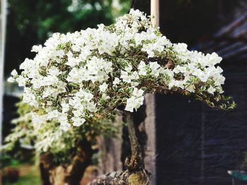 Close-up of white flowering plant