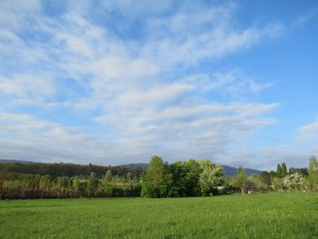 Scenic view of field against sky