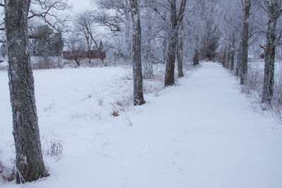 Bare trees on snow covered landscape