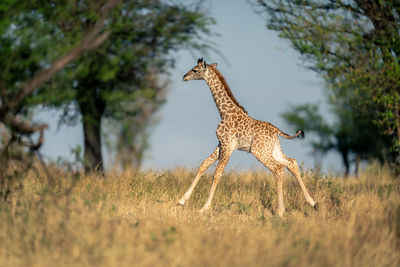 Giraffes on field