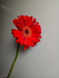 Close-up of red flower against white background