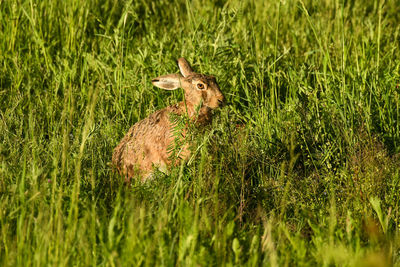 View of deer on field