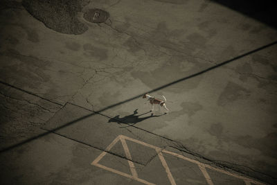 High angle view of dog walking on road