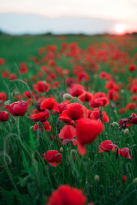 Close-up of red poppy flower blooming in field