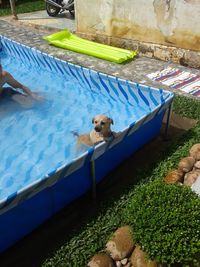 High angle view of dog swimming in pool