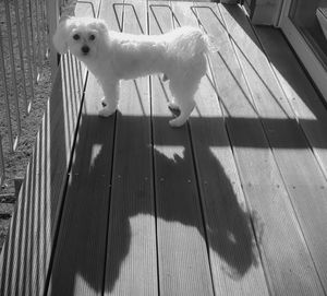 High angle view of dog on hardwood floor