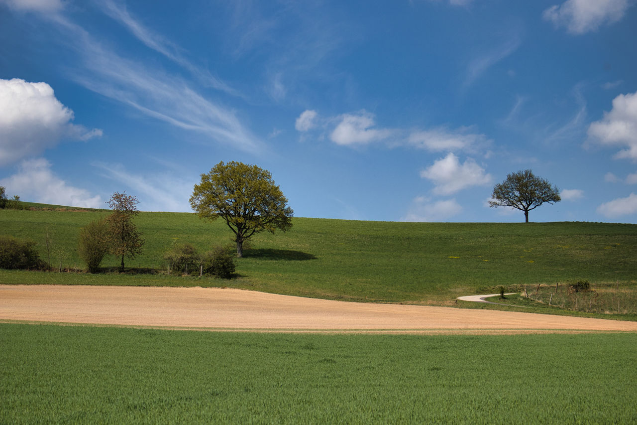 sky, plant, environment, landscape, cloud - sky, tranquil scene, tree, grass, land, tranquility, beauty in nature, field, scenics - nature, green color, nature, day, no people, non-urban scene, growth, outdoors