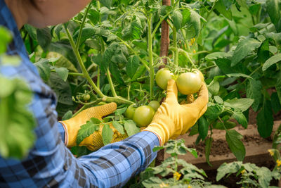 Woman farmer inspecting tomatoes plants quality in greenhouse. farm worker holding unripe tomato