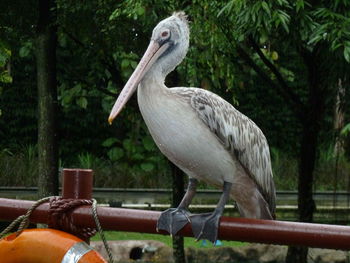 Close-up of bird perching on railing against trees