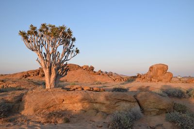 Tree in desert against clear sky