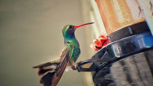 Close-up of bird perching on feeder