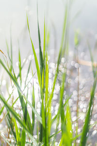 Close-up of grass growing on field