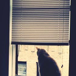 Rear view of cat looking through window