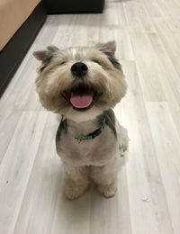 High angle portrait of a dog