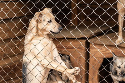 Dog looking through chainlink fence