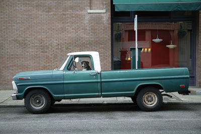Dog sitting in drivers seat in vintage pick up truck 

