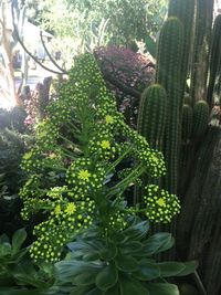 Close-up of plant growing on tree