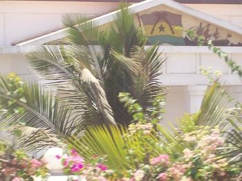 Palm tree amidst plants in yard