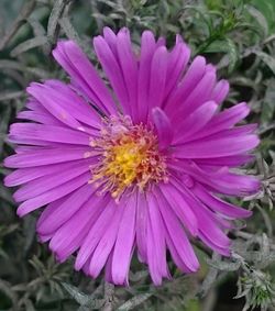 Close-up of purple flower
