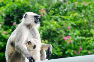 Close-up of a monkey breastfeeding her baby